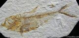 Inch Diplomystus Fossil Fish From Wyoming #826-1